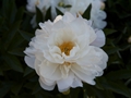 Paeonia Nanette Piwonia